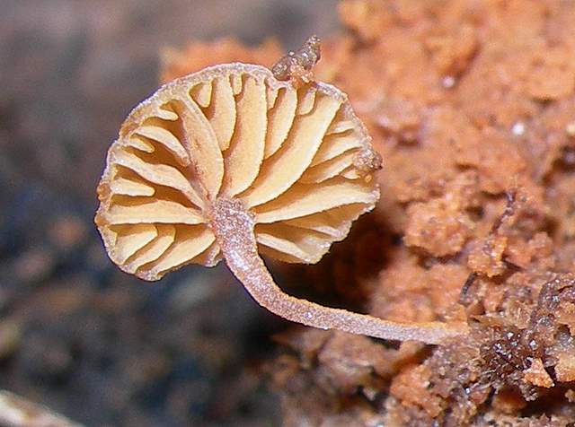 Galerina subexcentrica  spec.nov.